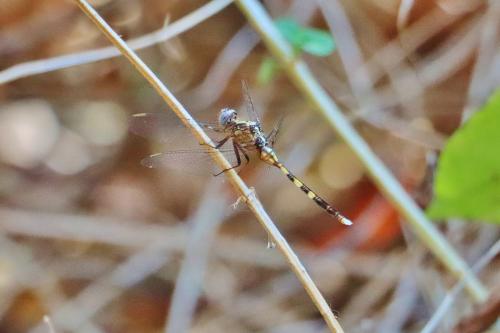 Orthetrum sp.